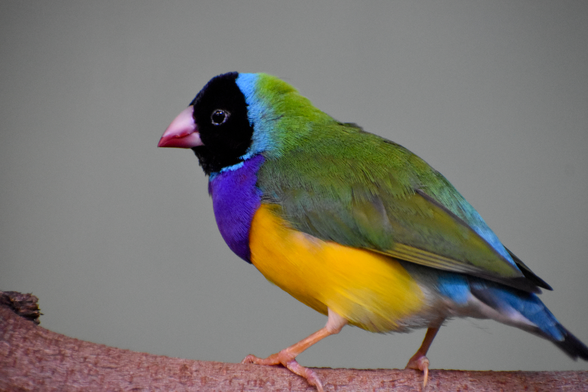 Gouldian Finch