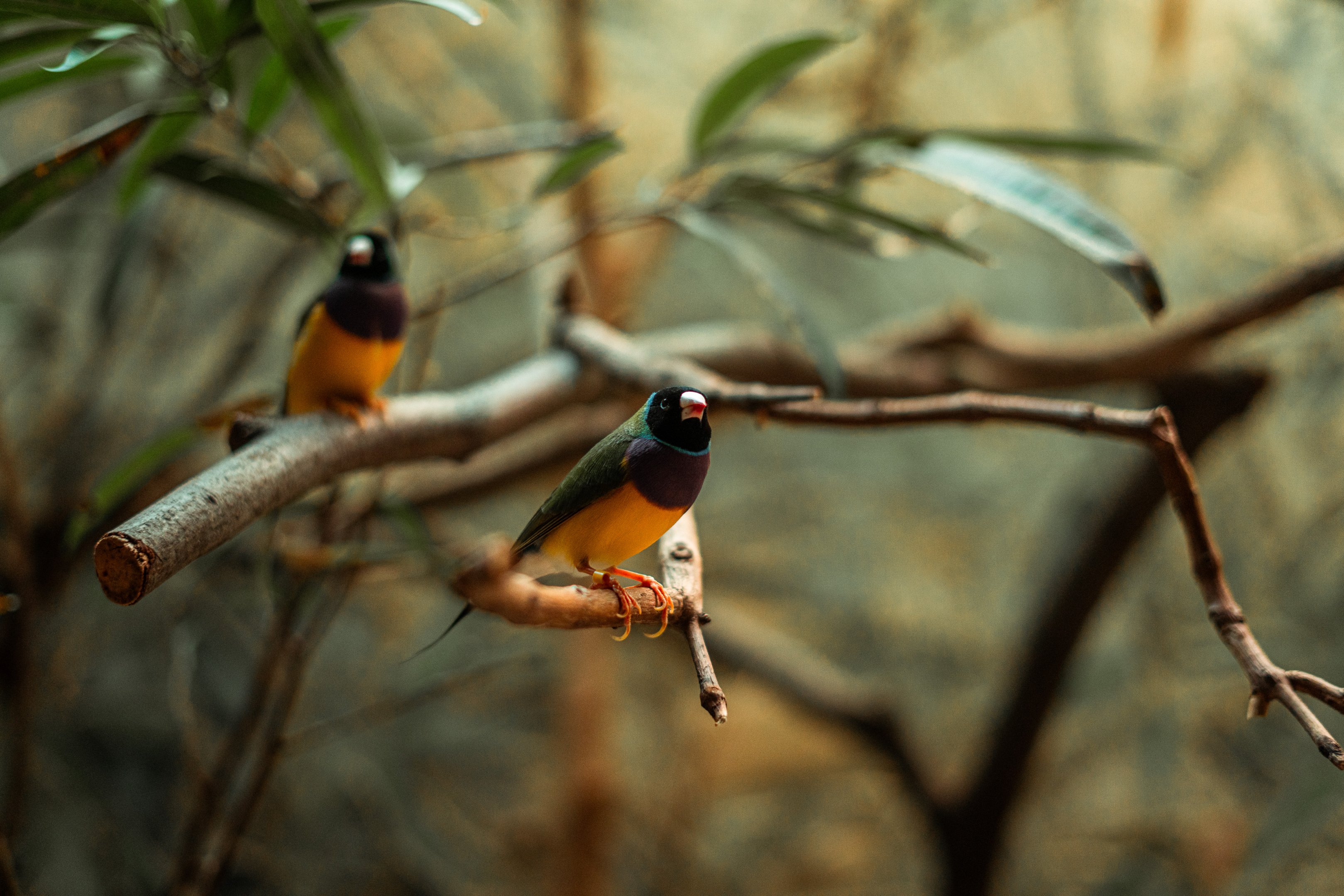 Gouldian finch