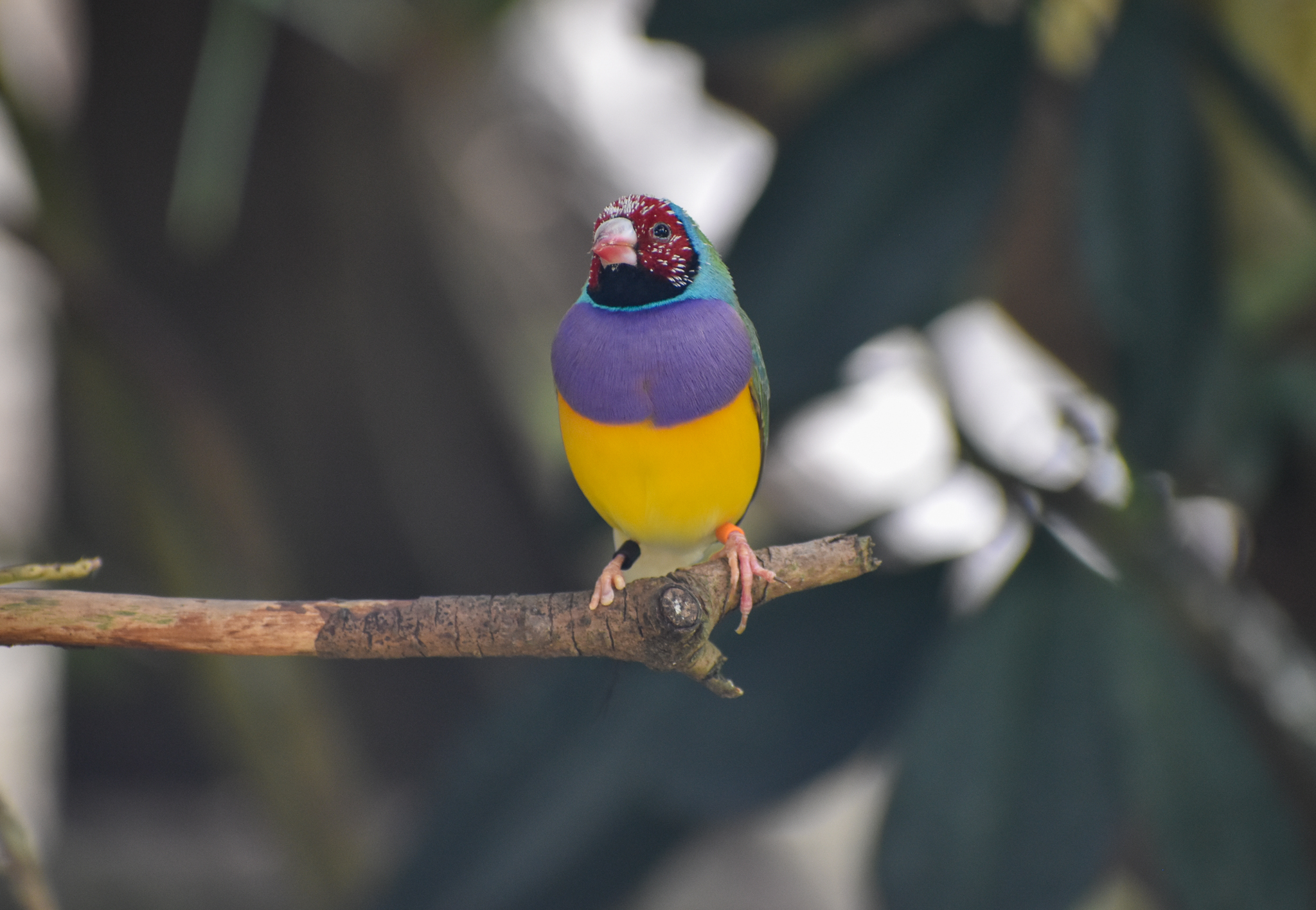 Gouldian Finch