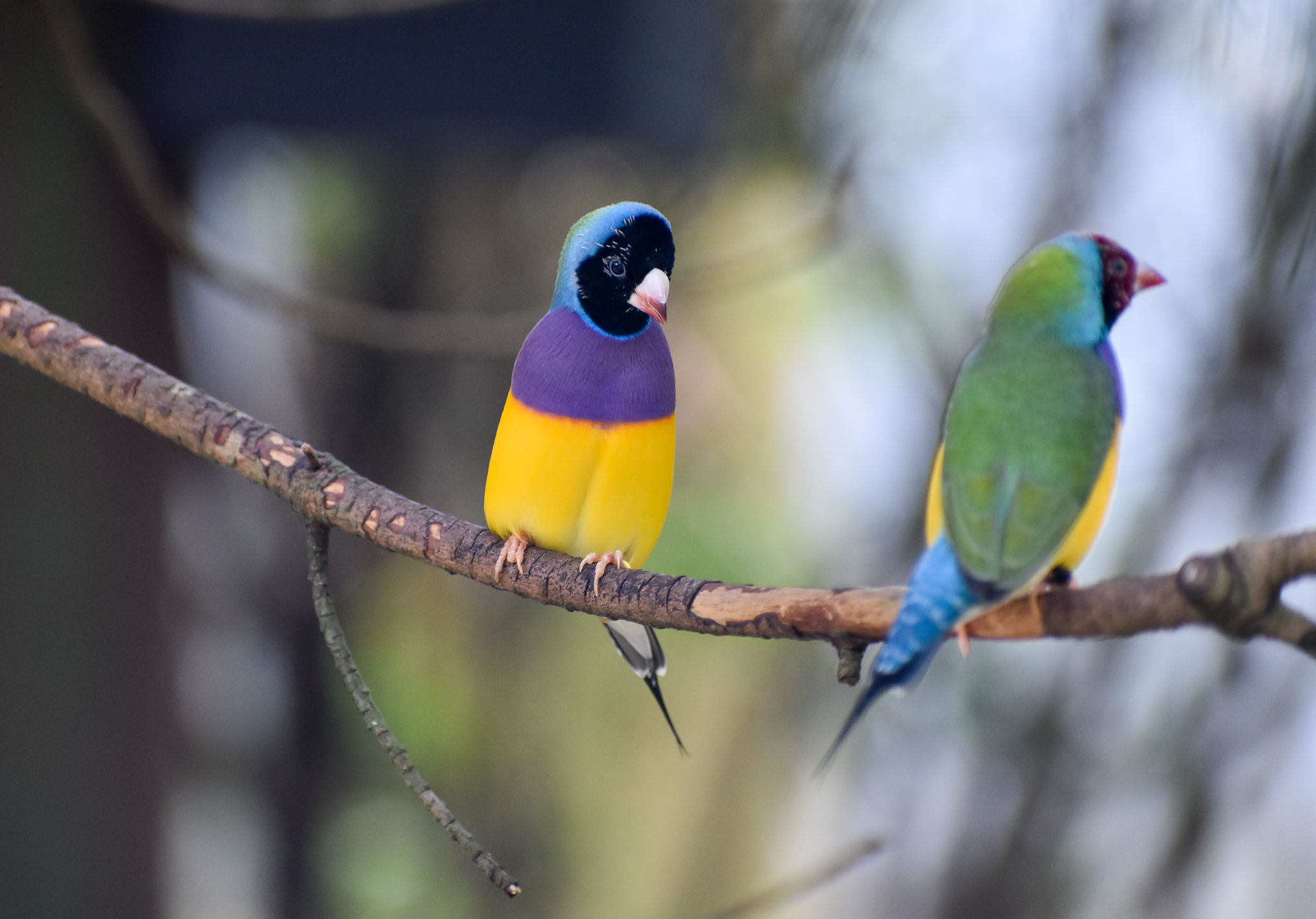 Gouldian Finch