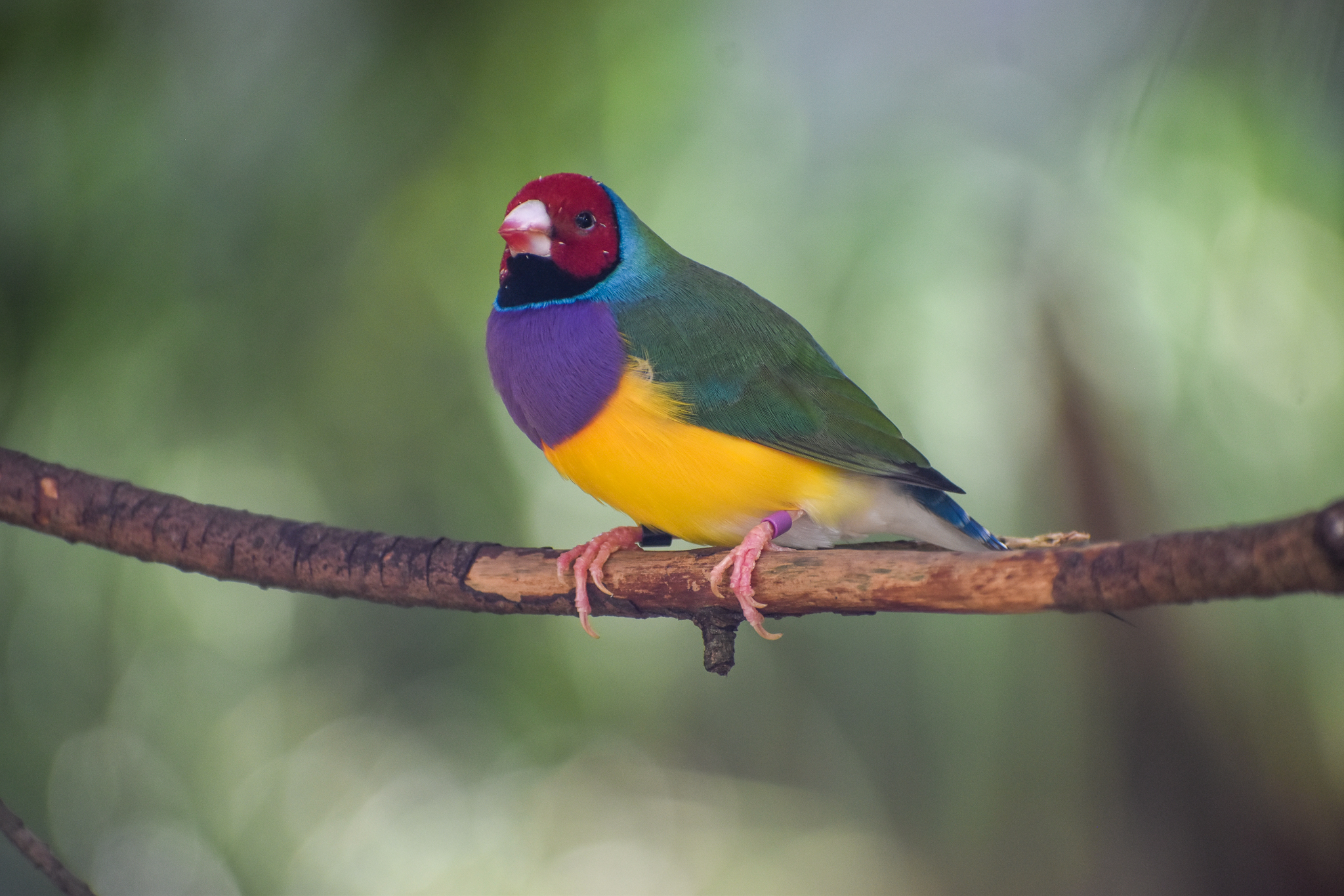Gouldian Finch
