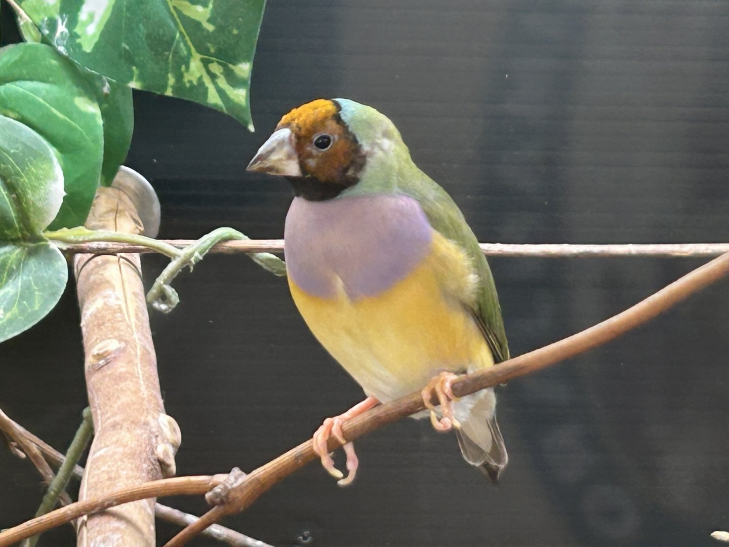 Gouldian Finch