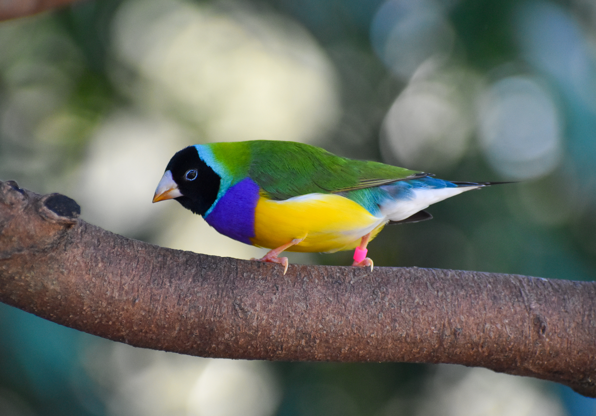 Gouldian Finch