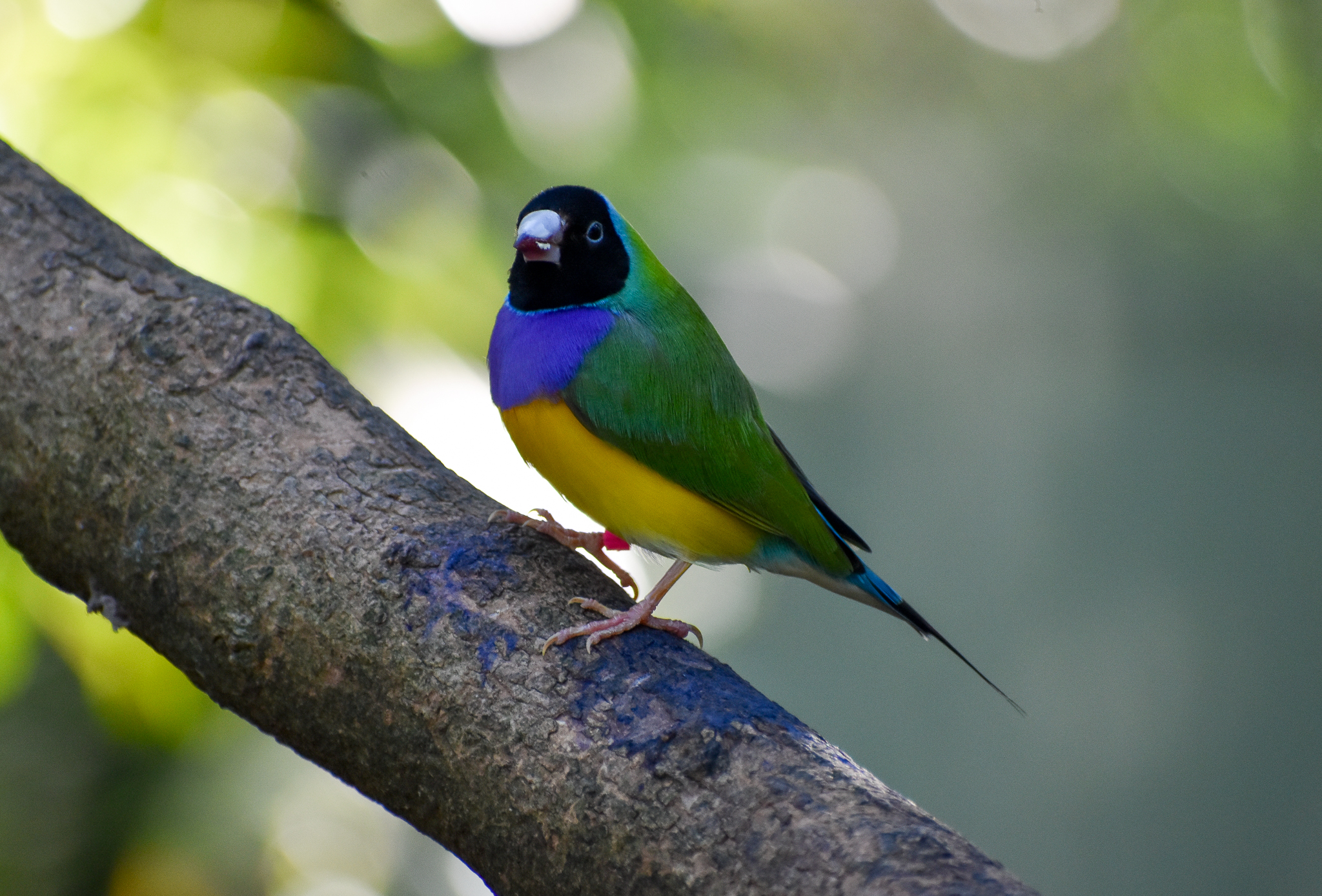 Gouldian Finch