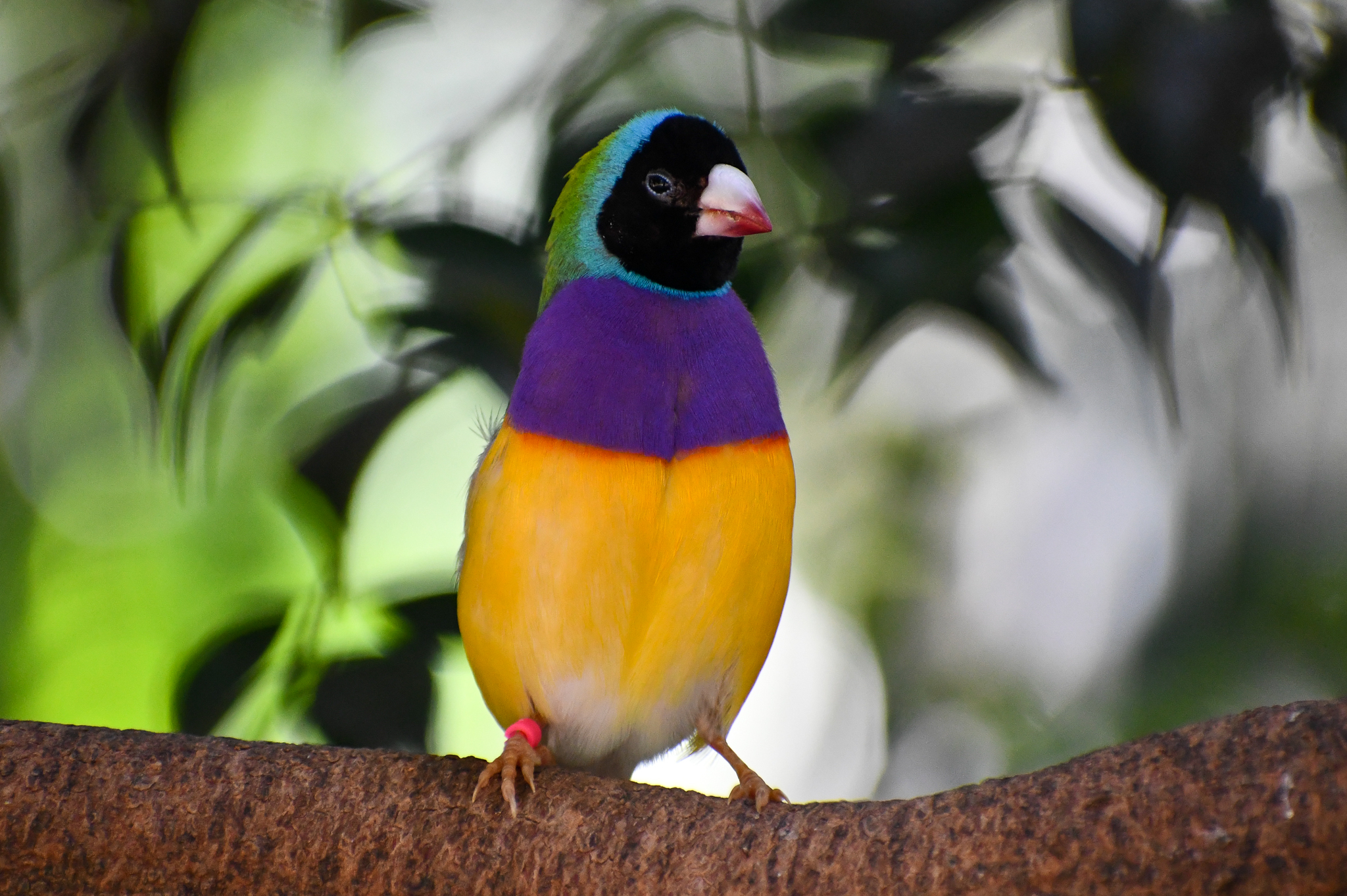 Gouldian Finch