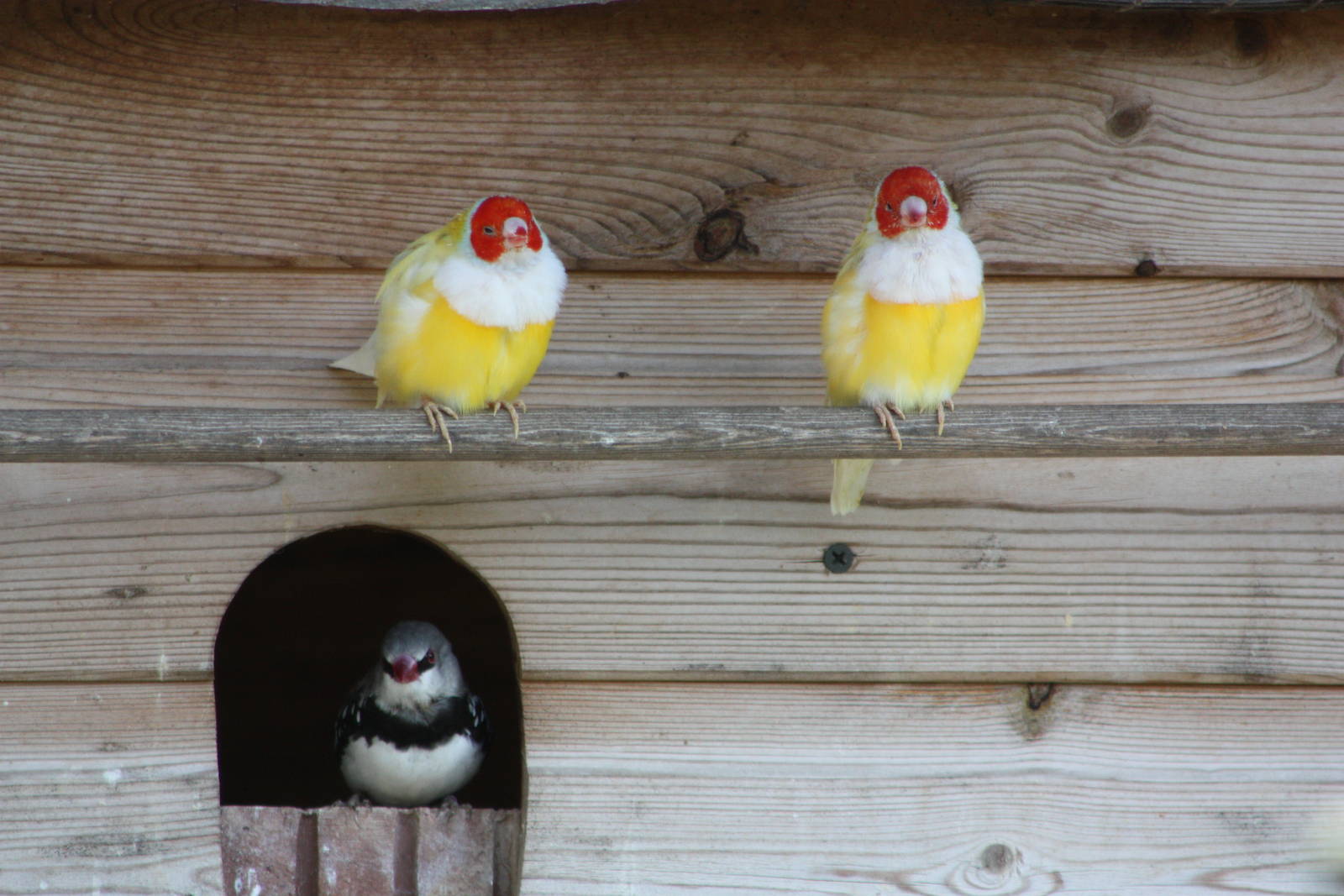 Gouldian Finches and Diamond Firetail, 19th June 2014