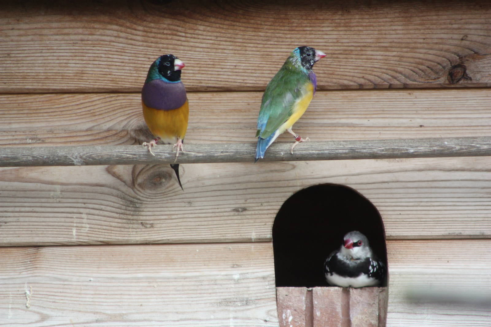 Gouldian Finches and Diamond Firetail, 24th July 2014