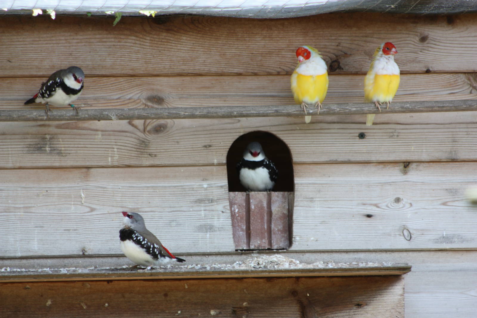 Gouldian Finches and Diamond Firetails, 19th June 2014