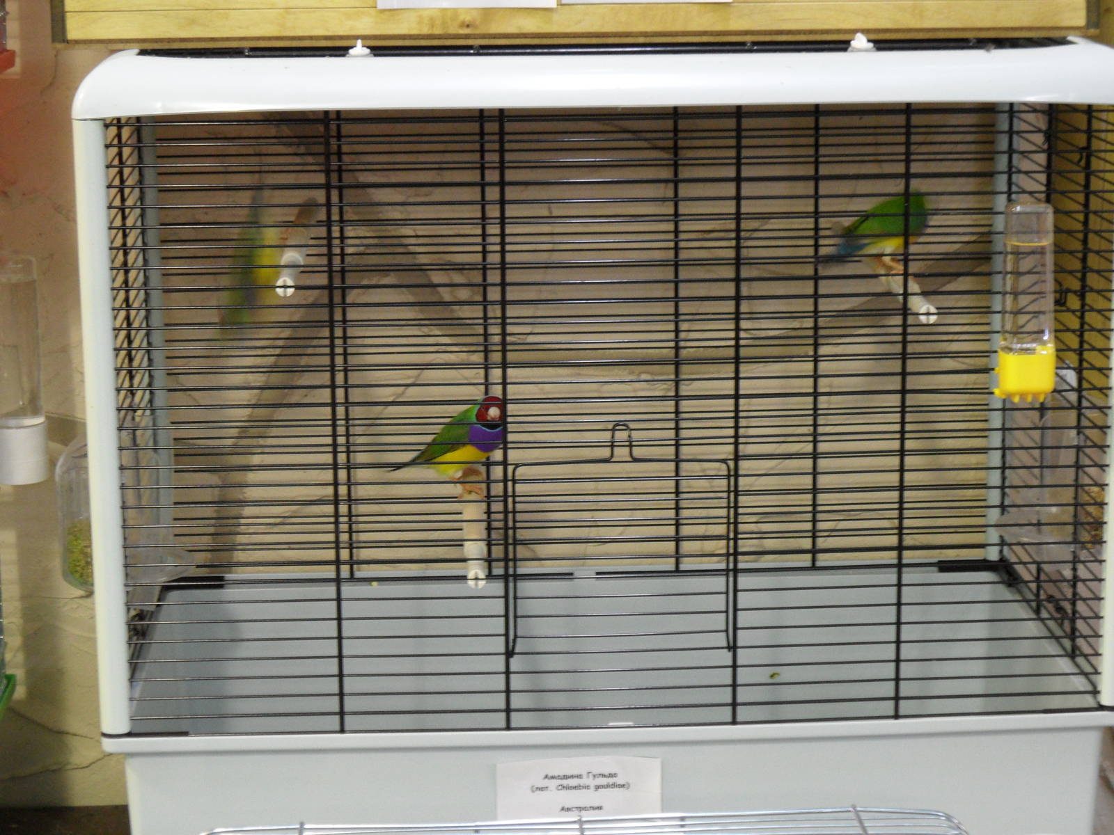 Gouldian finches - bird show'12