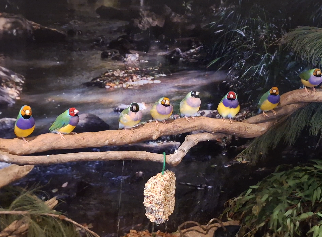Gouldian Finches - Cairns Koalas and Creatures