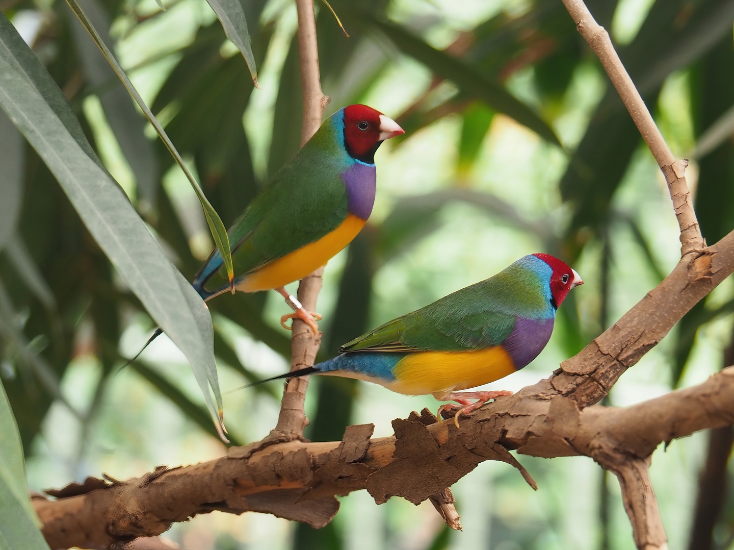 Gouldian finches (Chloebia gouldiae), 2022-08-16
