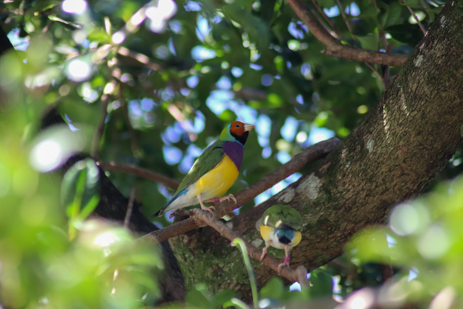 Gouldian Finches (Erythrura gouldiae)