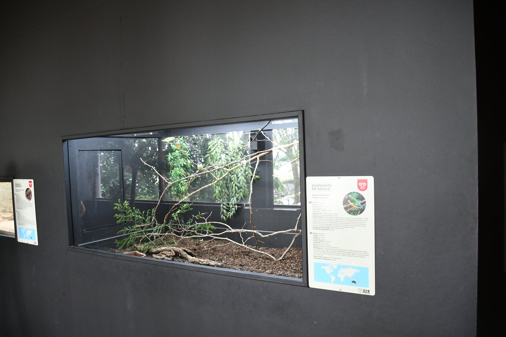 Gouldian Finches exhibit (Reptile House)