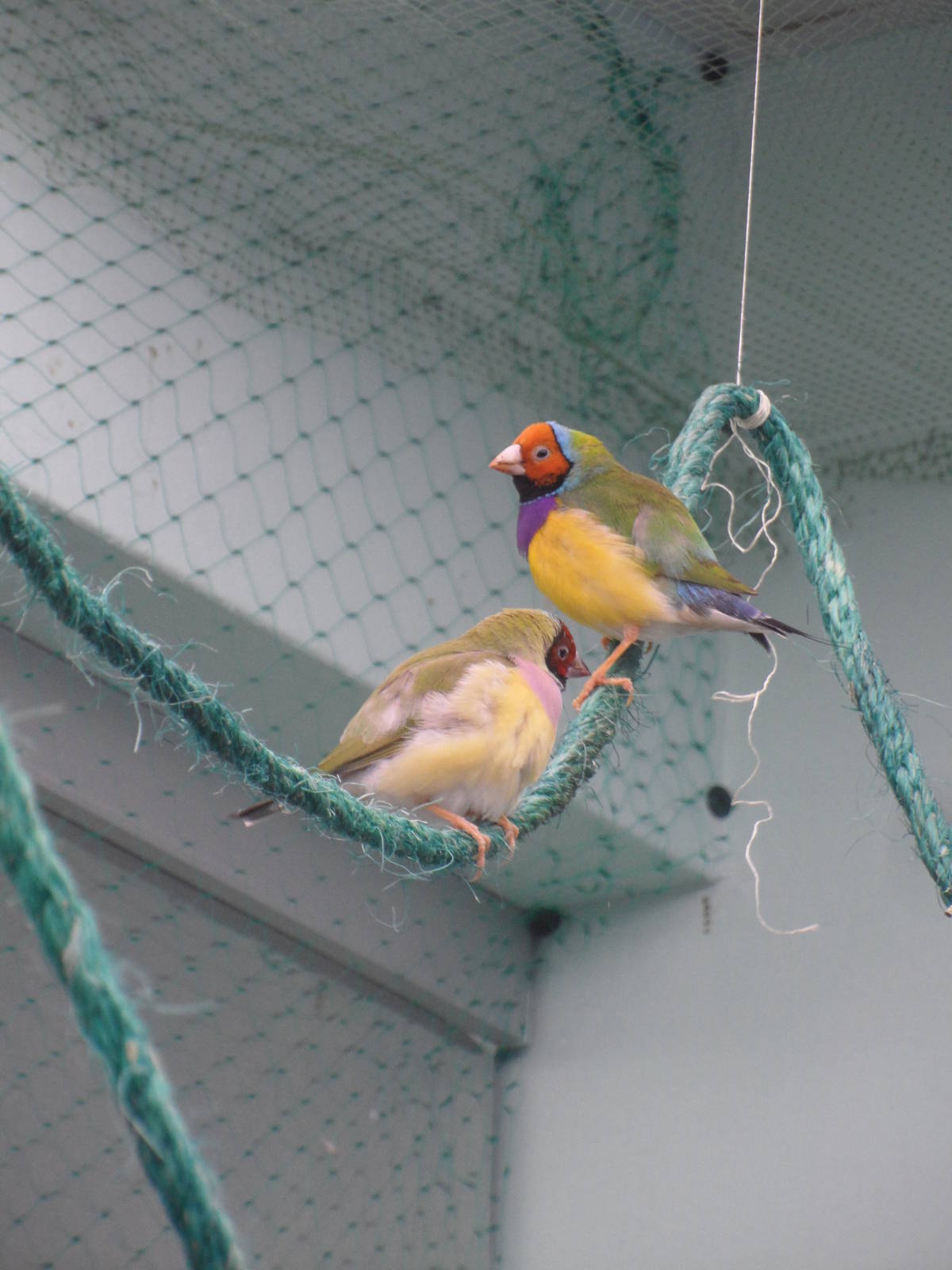 Gouldian finches