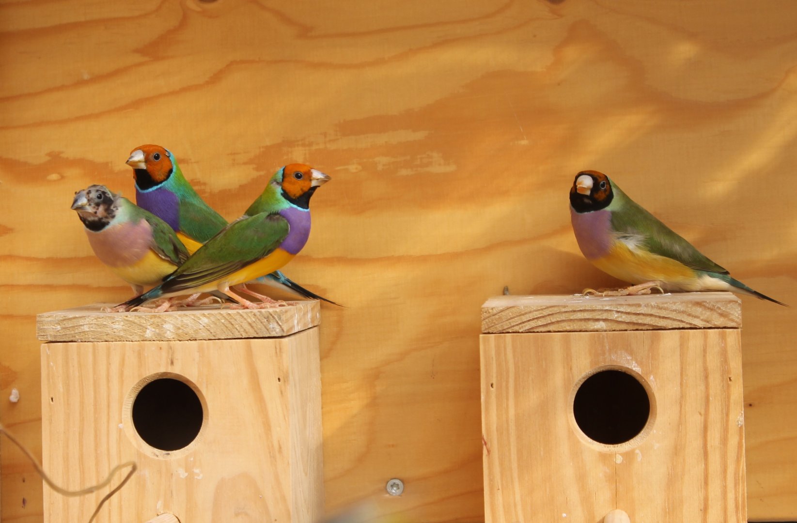 Gouldian finches