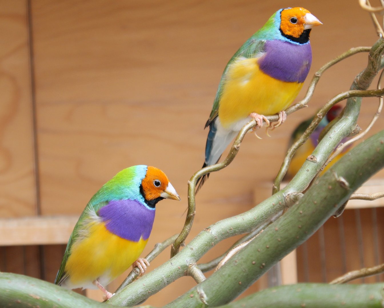 Gouldian finches