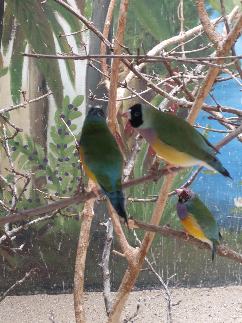 Gouldian finches