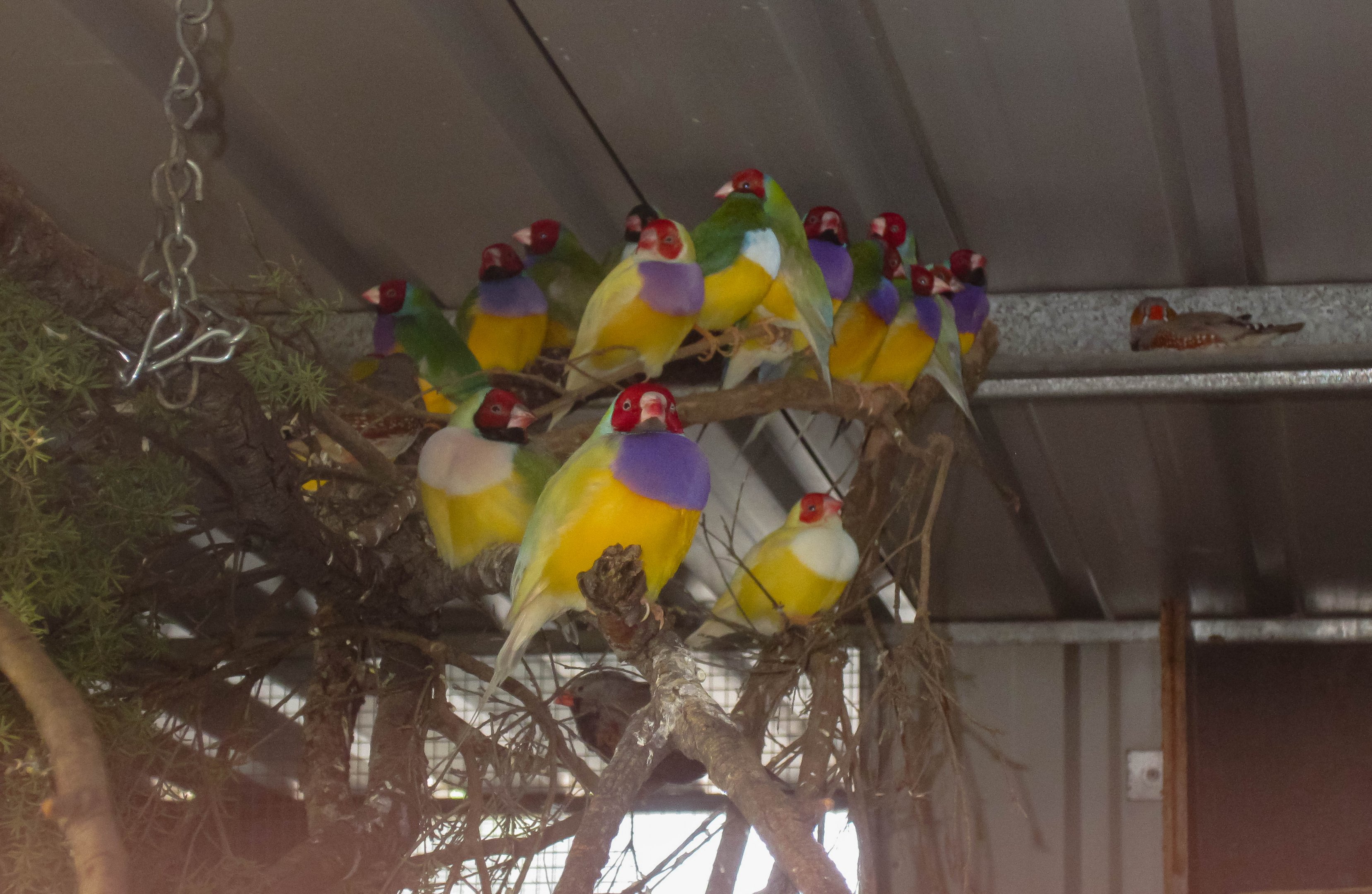 Gouldian Finches