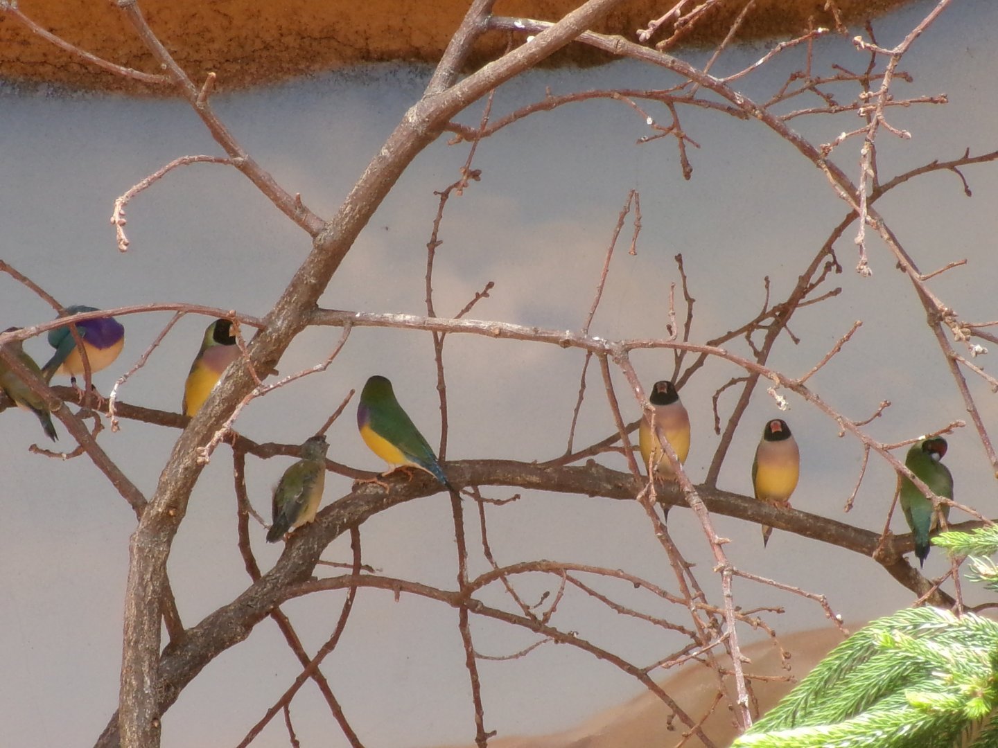 Gouldian finches