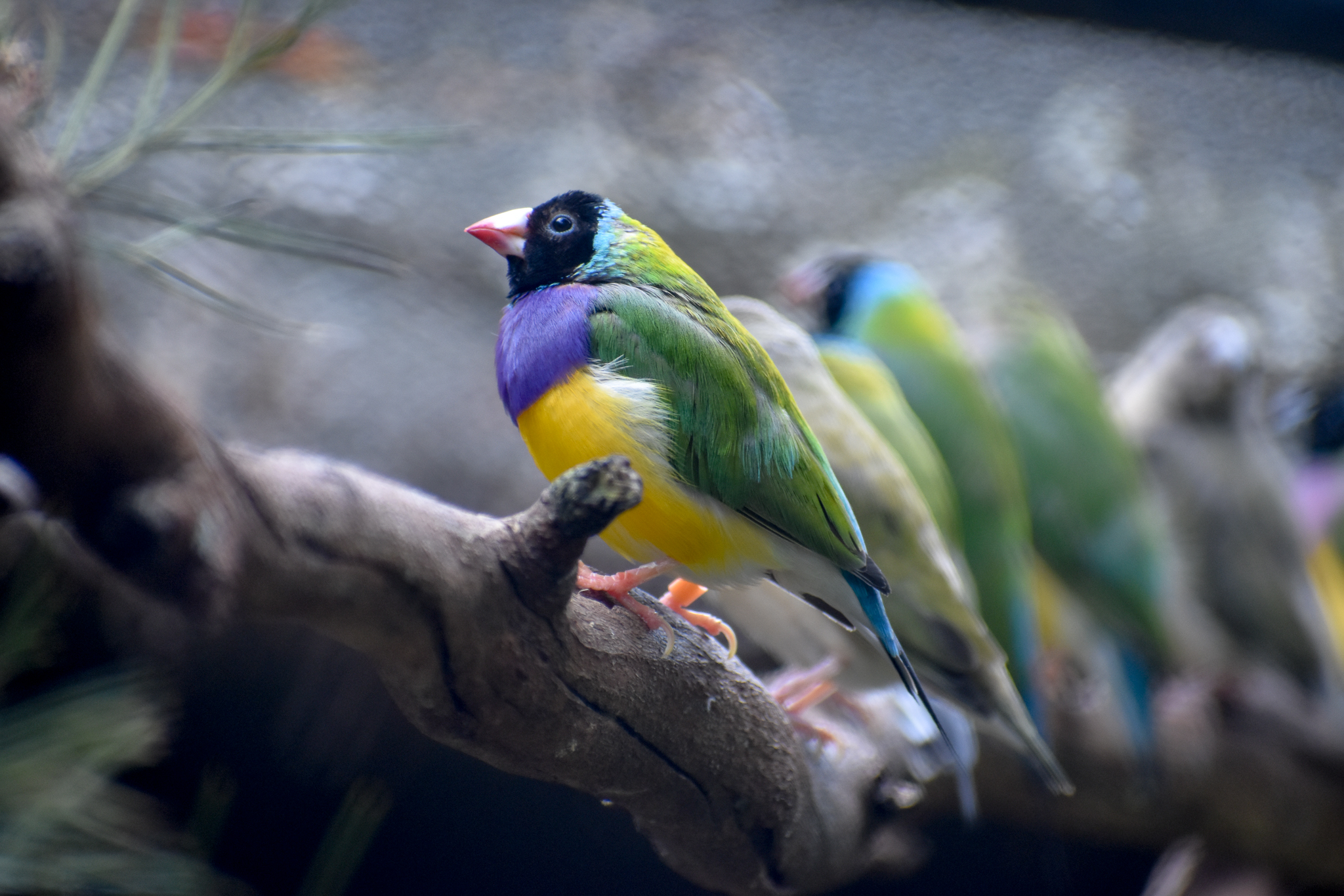 Gouldian Finches