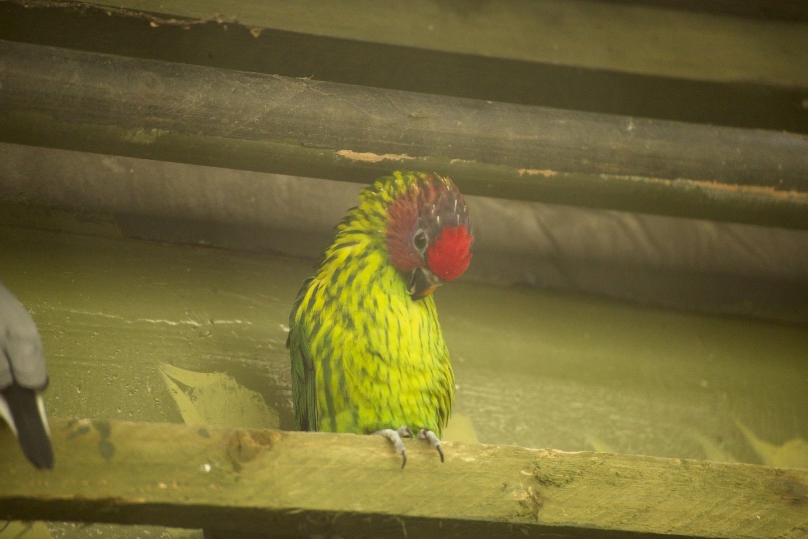 Gouldies Lorikeet