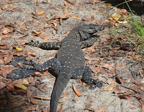Gould's Goanna, sunning.