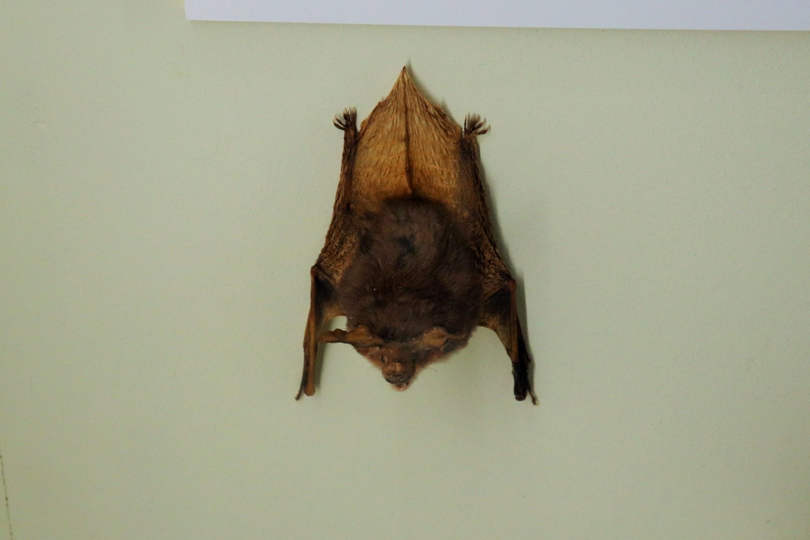 Gould's Long-eared Bat (Nyctophilus gouldi)