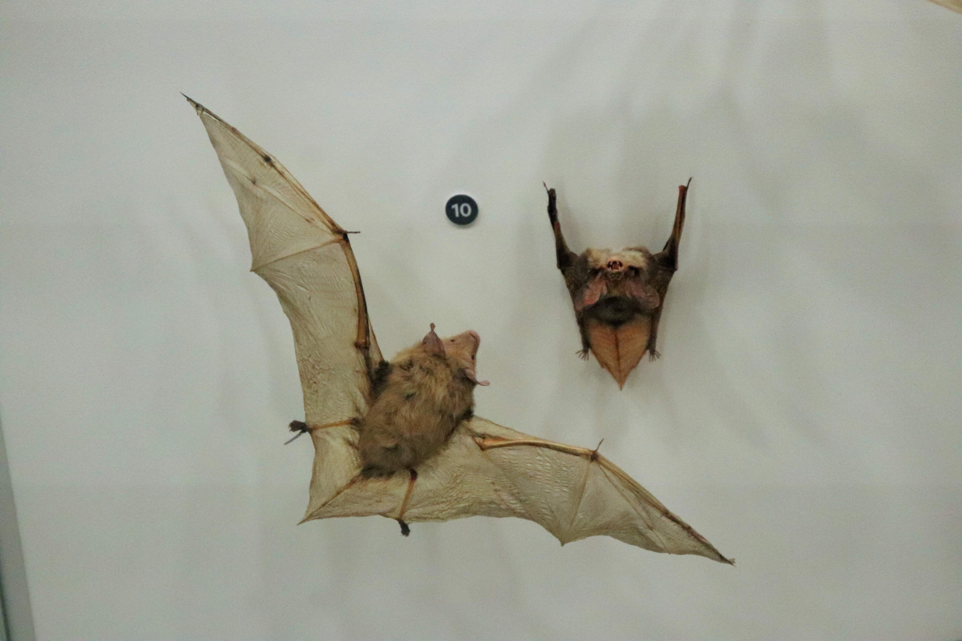 Gould's Long-eared Bat (Nyctophilus gouldi)