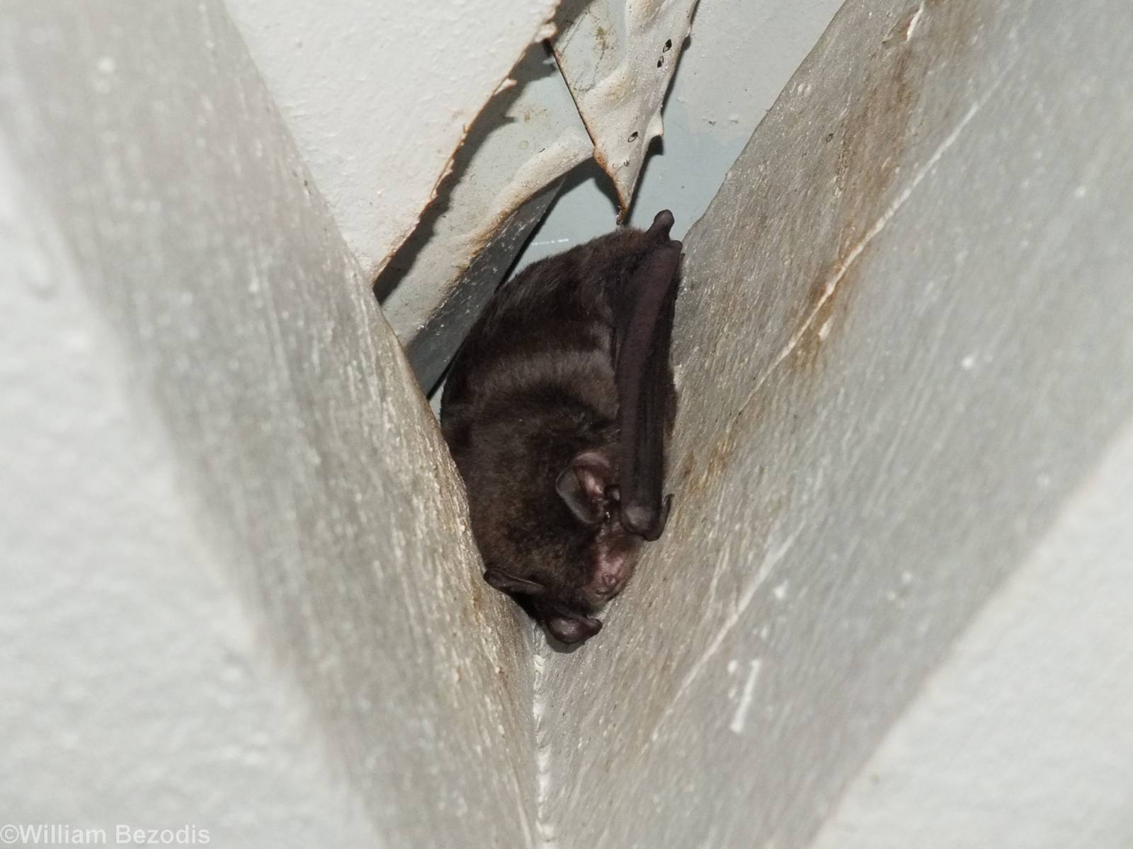 Gould's Long-eared Bat