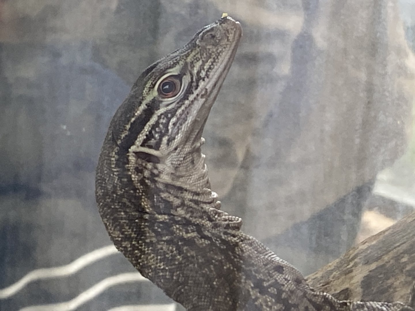 Gould’s monitor close up
