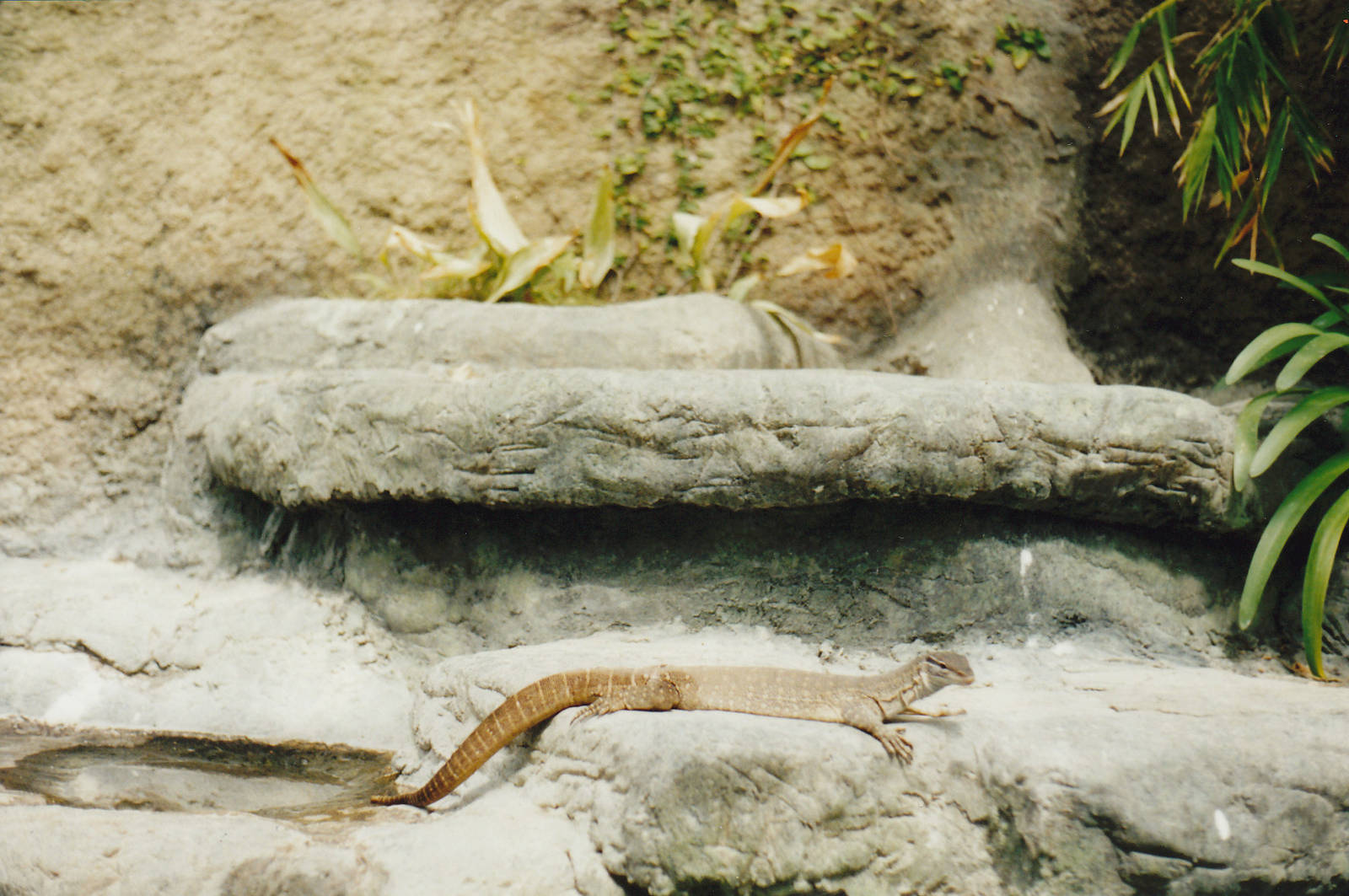 Gould's monitor (Varanus gouldii)