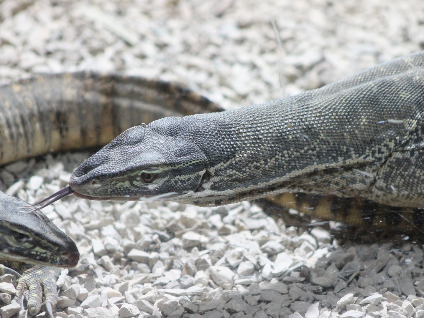 Gould's monitor - Varanus gouldii