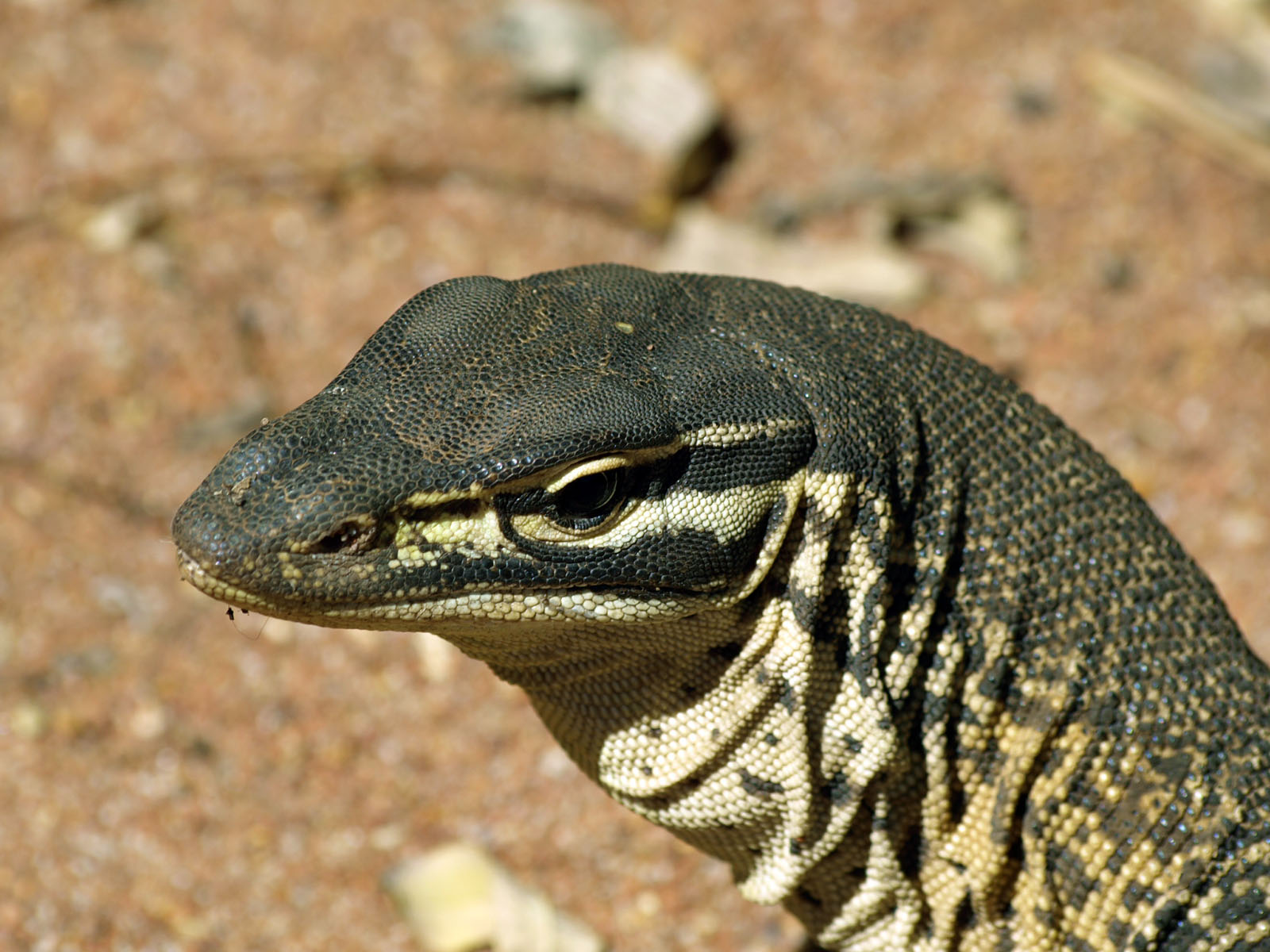 Gould's monitor
