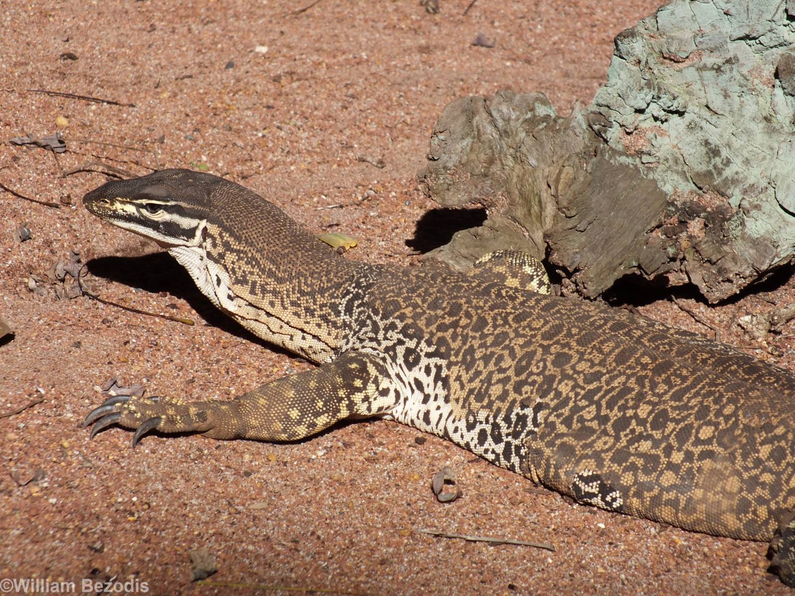 Gould's Sand Monitor