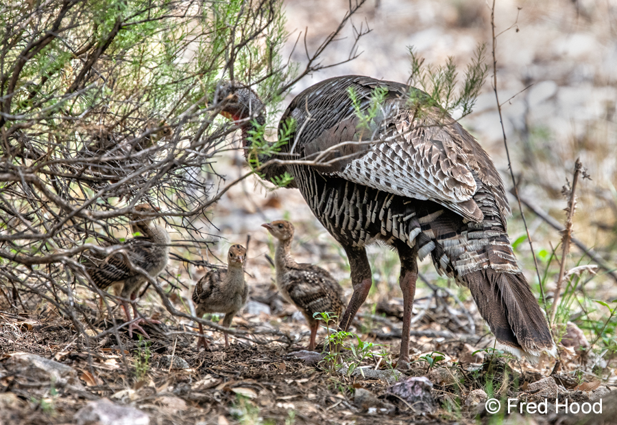 Goulds turkey with babies