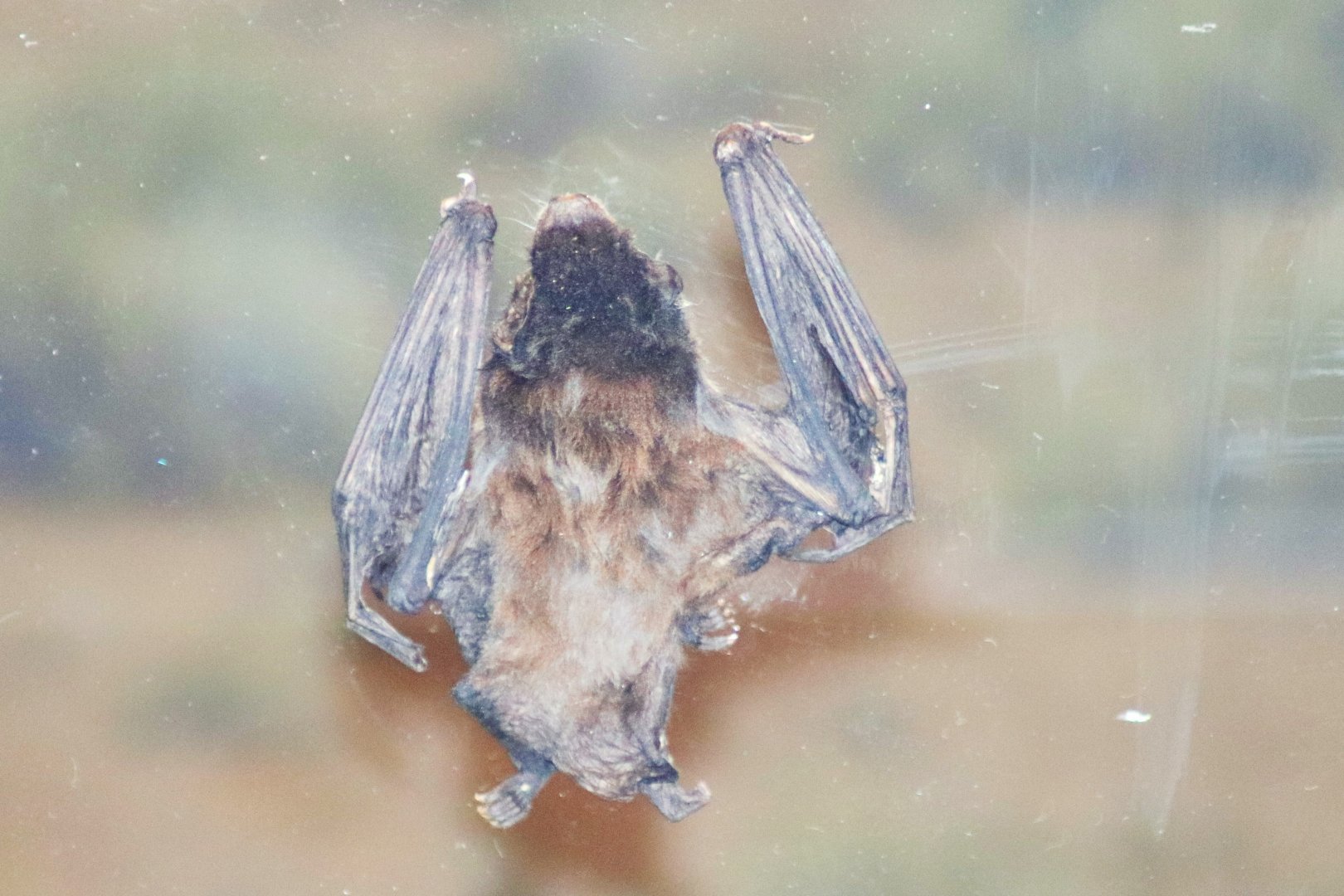 Gould's Wattled Bat (Chalinolobus gouldii)