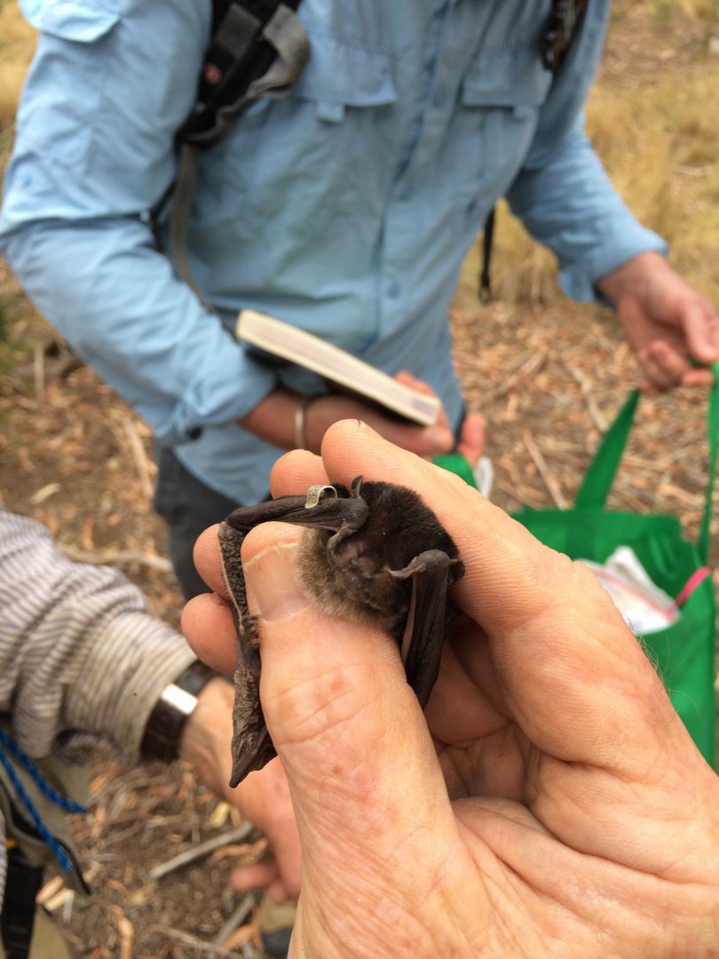 Gould's Wattled Bat (Chalinolobus gouldii)