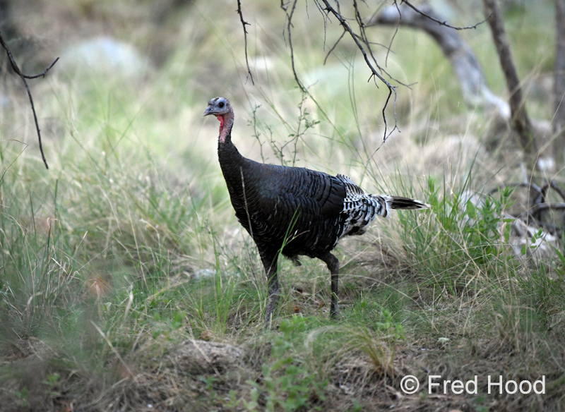 gould's wild turkey