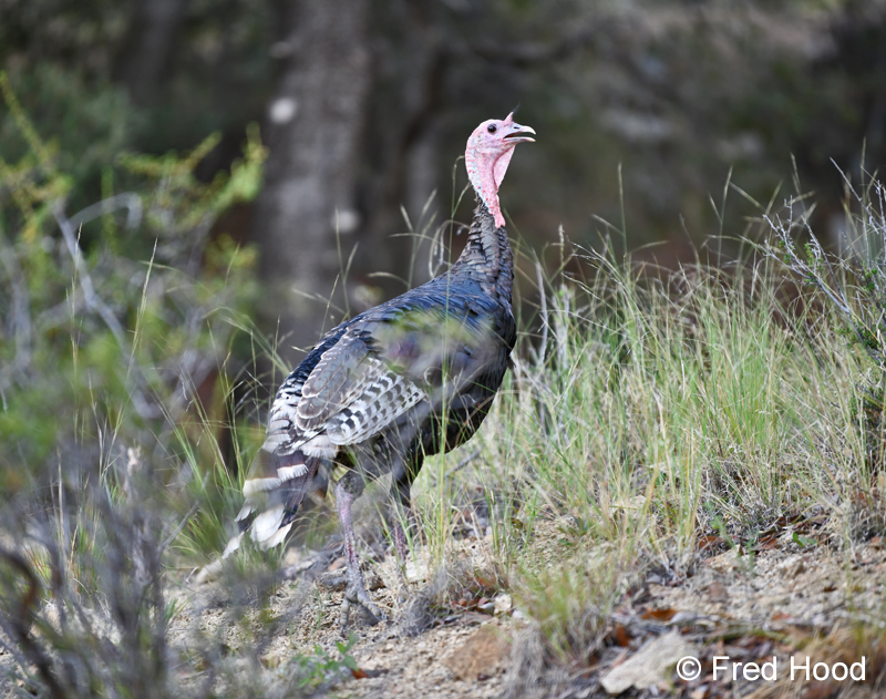 Gould's wild turkey
