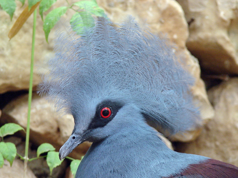 Goura cristata / Western crowned pigeon  (male)