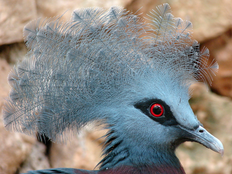 Goura scheepmakeri / Southern crowned pigeon