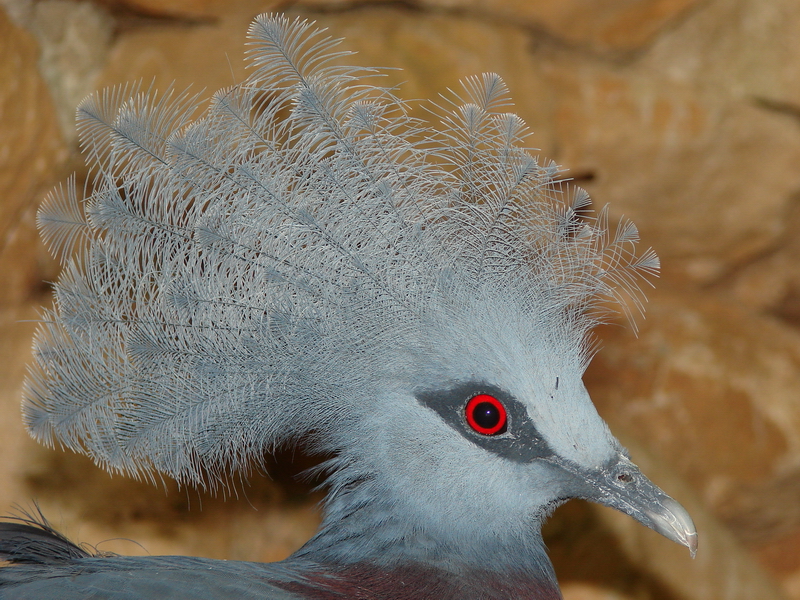 Goura scheepmakeri / Southern crowned pigeon