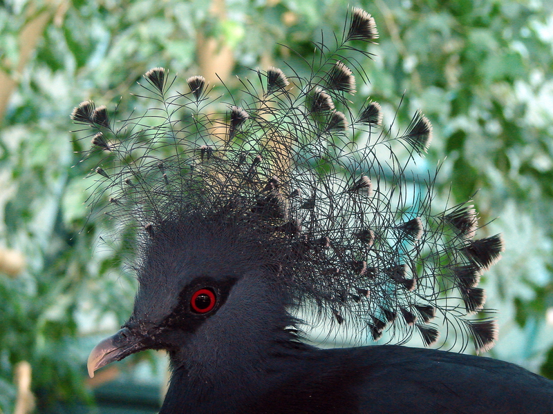 Goura victoria / Victoria crowned pigeon (male)