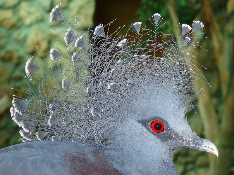 Goura victoria / Victoria crowned pigeon (male)