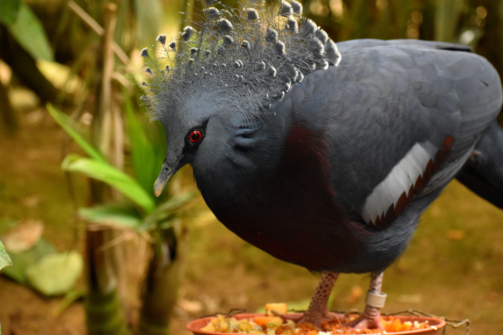 Goura victoria - Victoria Crowned Pigeon / Zoo d'Upie 2024