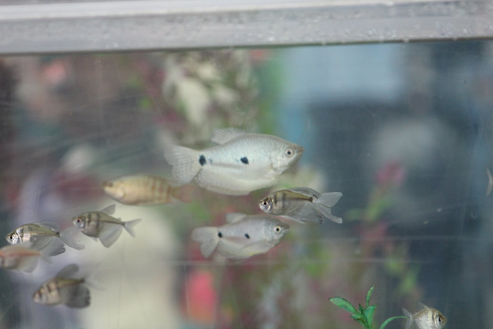 Gourami and Tetra ID?