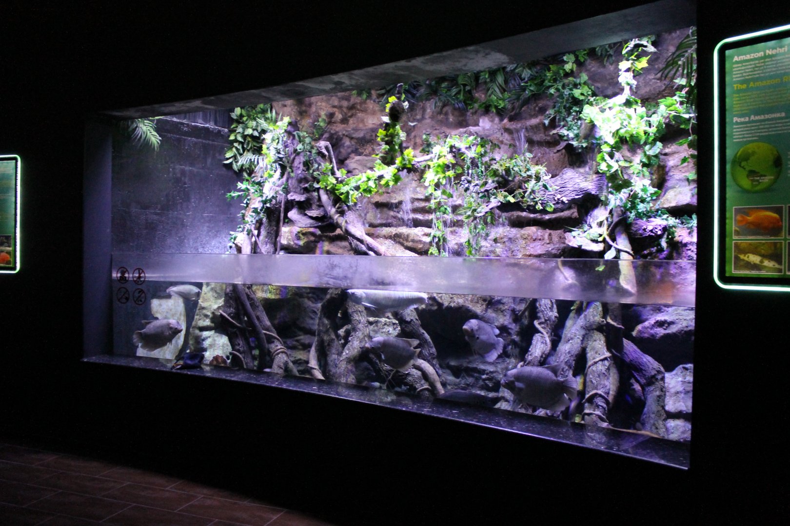 Gourami - arowana aquarium