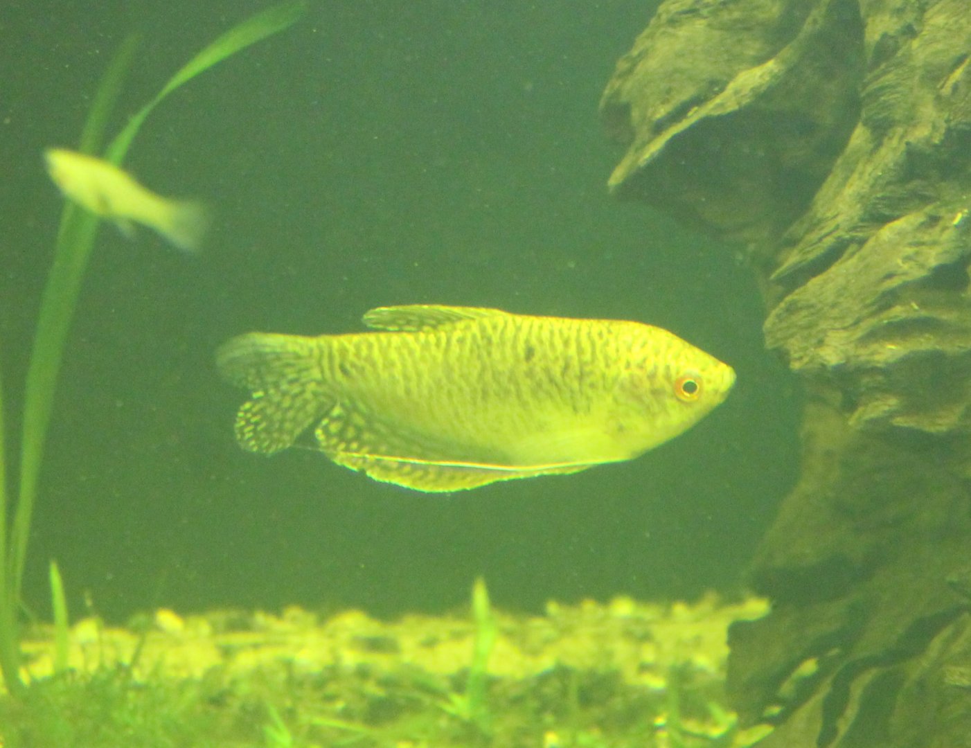 Gourami ID