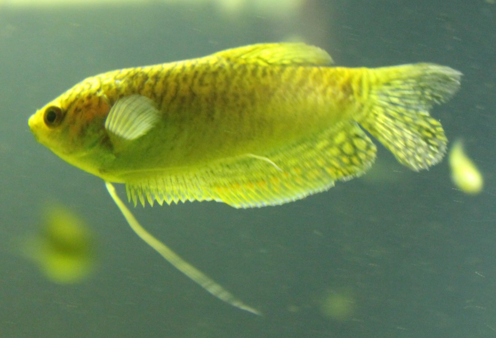 Gourami ID
