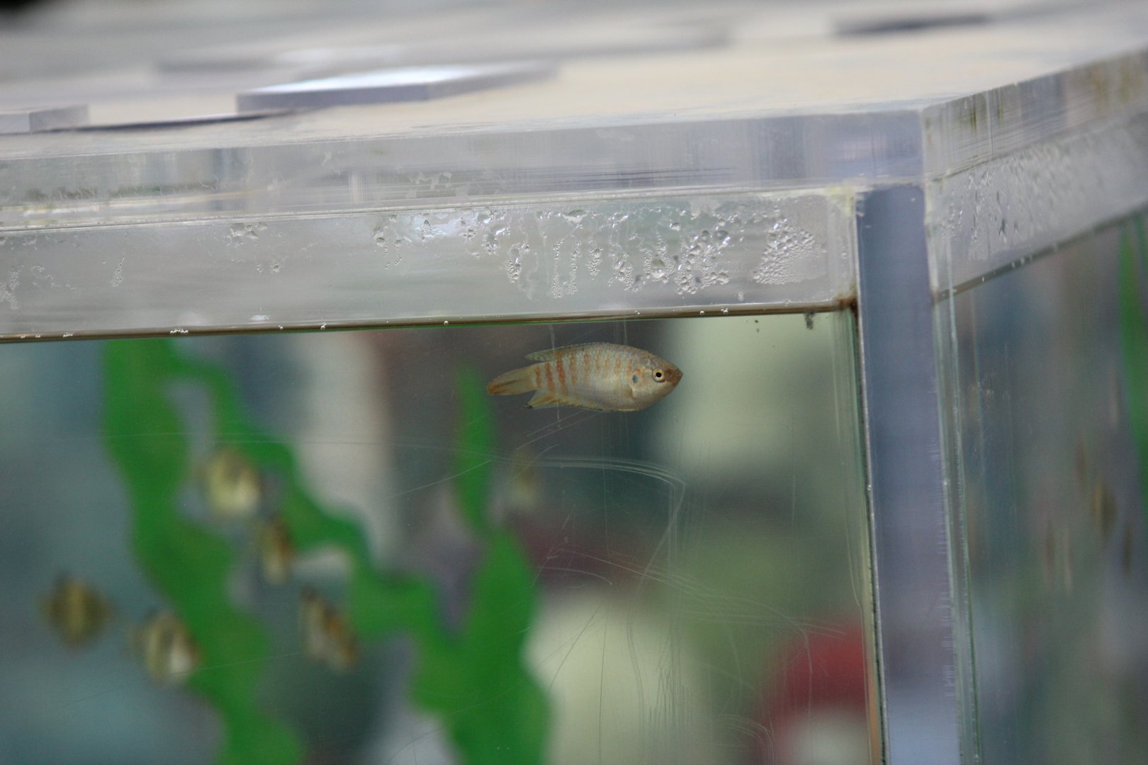 Gourami ID?